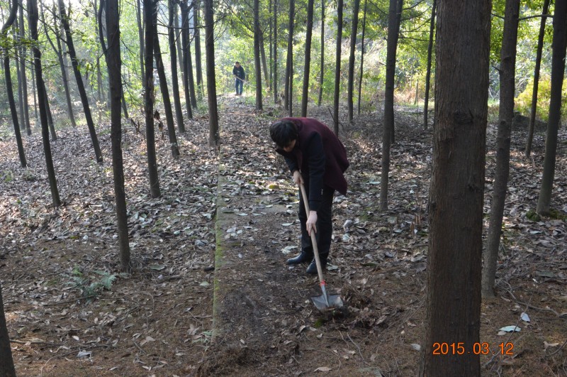 ���ƣ�������Ҷ
��飺������Ҷ
�����5776